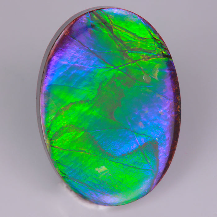 cabochon cut oval ammolite fossilized gem