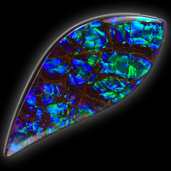 Ammolite