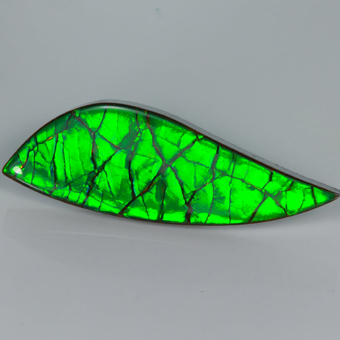ammolite fossil gem green