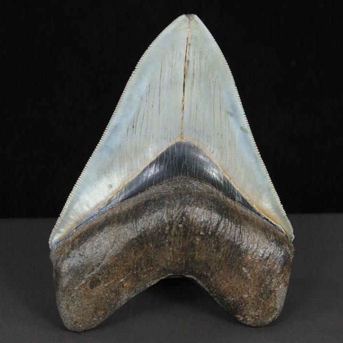 Megalodon