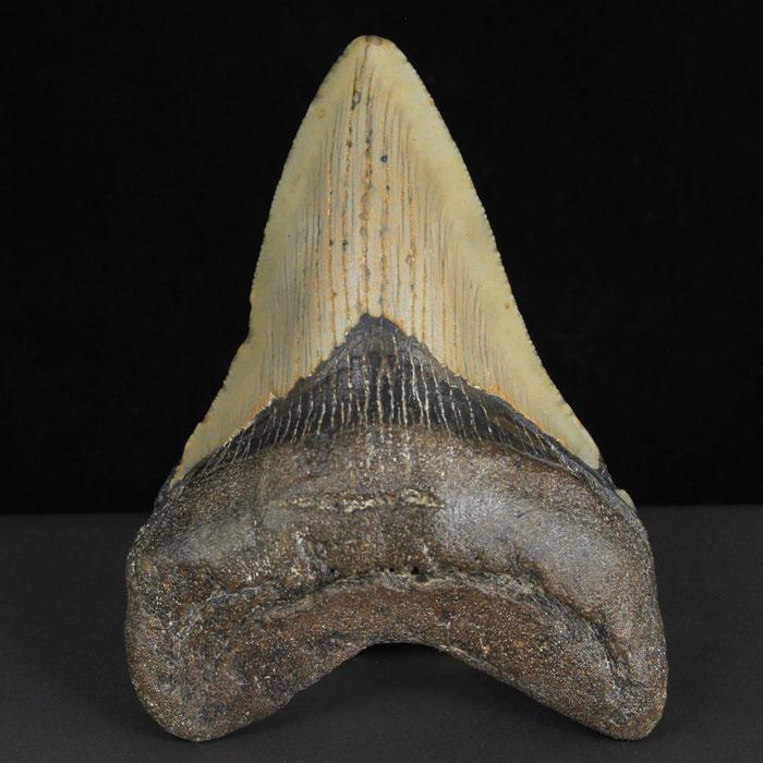 Megalodon Tooth