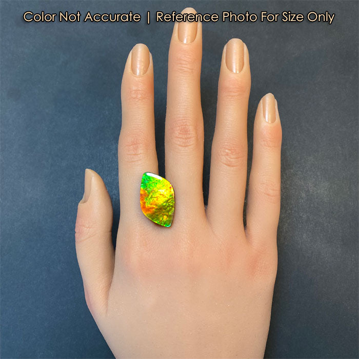 colorful fossilized ammonite ammolite gem on hand 