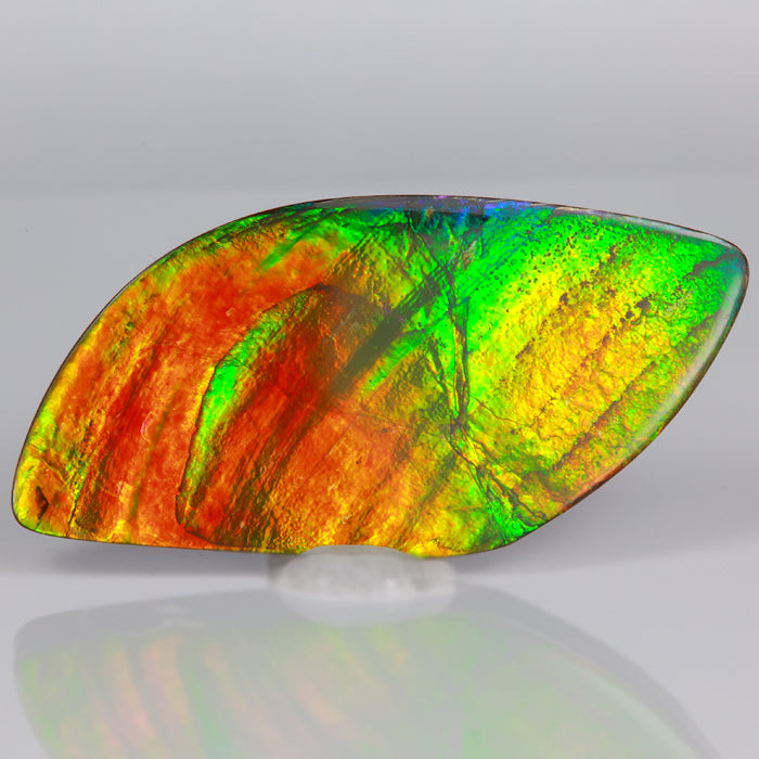 freeform cut rainbow color ammolite fossilized gem