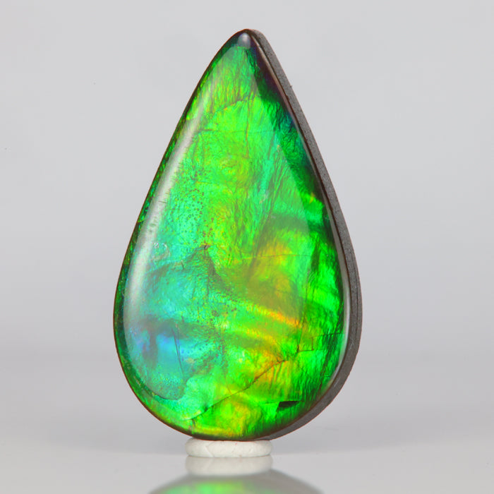 pear shaped cabochon cut ammolite fossilized ammonite 