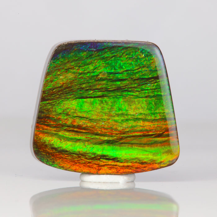 ammolite gem colorful fossilized