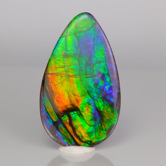 pear shape cabochon cut ammolite gemstone fossil ammonite