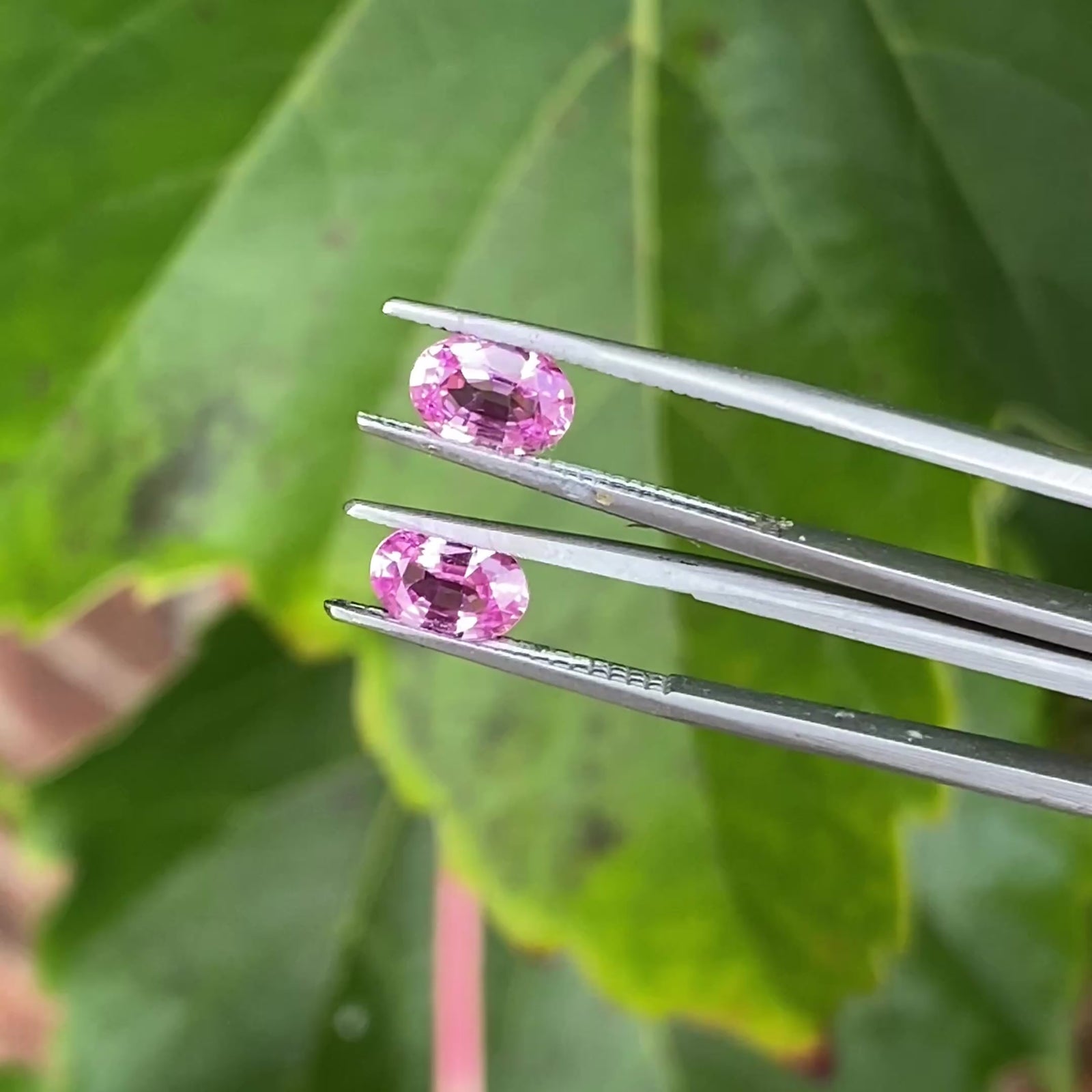 Pair of Oval Cut Pink Sapphires 1.50 Carats