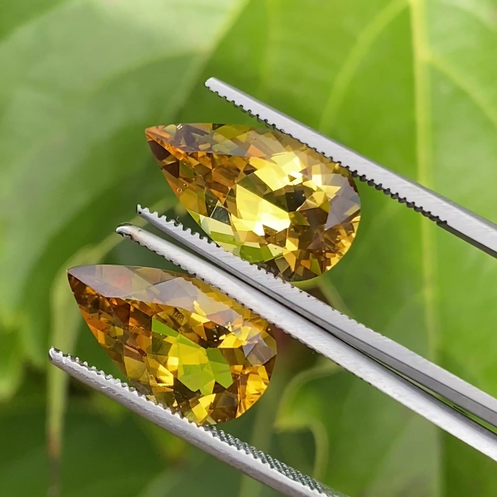Pair of Pear Shape Brilliant Cut Heliodors 8.50 CTTW