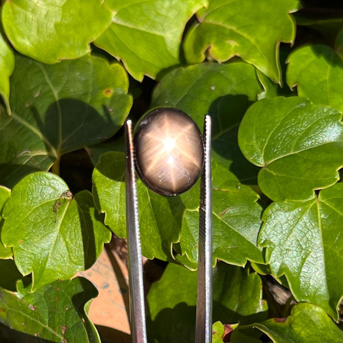natural black star sapphire in daylight 