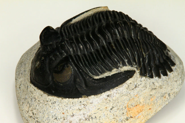 Trolobite from Morocco