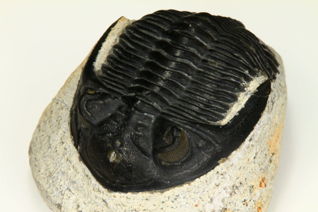 Trolobite from Morocco