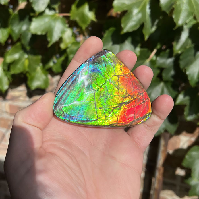 100g Triangular Ammolite Fossil with Bright Color