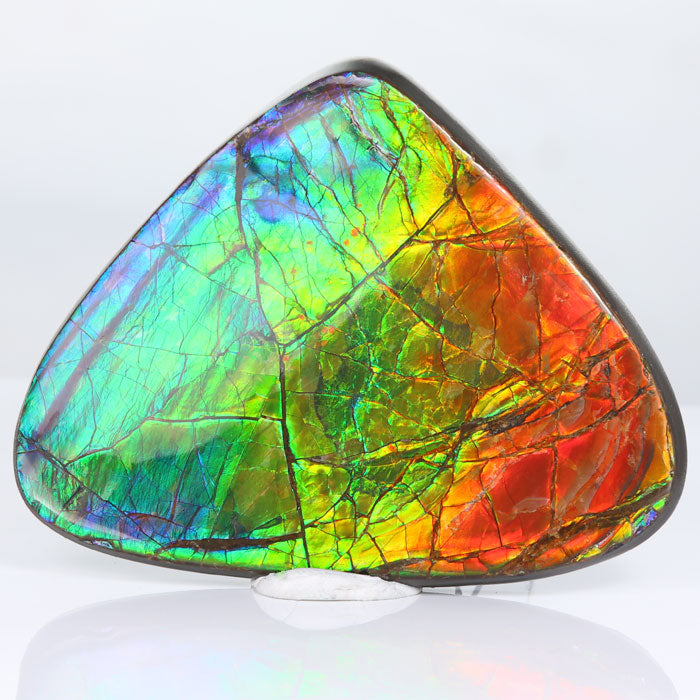 100g Triangular Ammolite Fossil with Bright Color