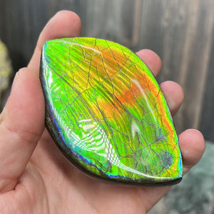 138g Ammolite Palm Fossil with Bright Colors