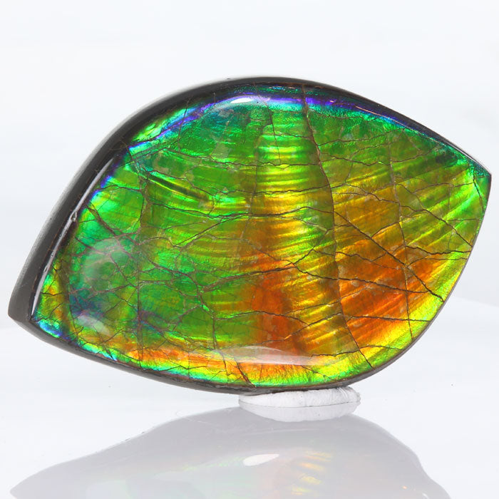138g Ammolite Palm Fossil with Bright Colors