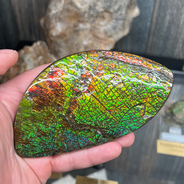 Canadan Ammolite Fossil Specimen