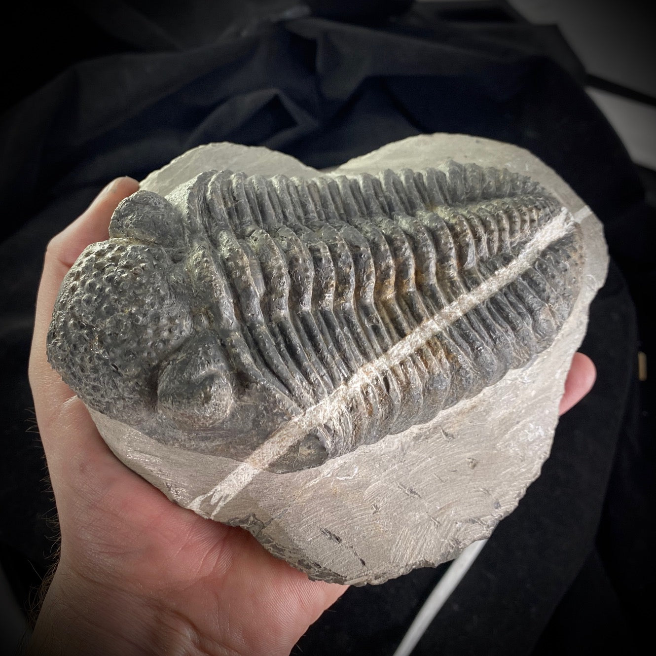 Big Trilobite (Drotops Megalomanicus) - Moriartys Gem Art