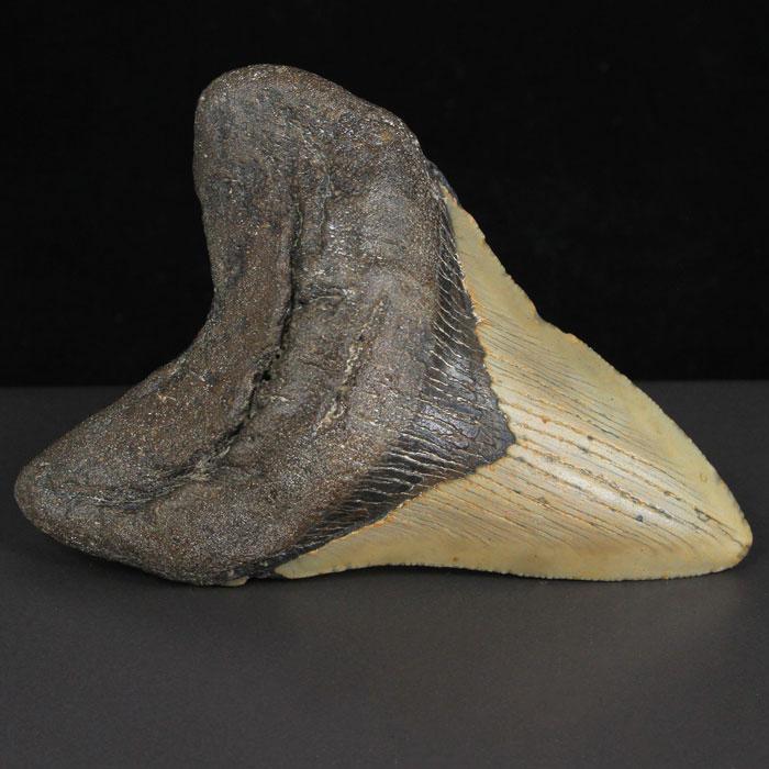 Megalodon Fossil Shark Tooth